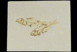 Two Detailed Fossil Fish (Knightia) - Wyoming #177327-1